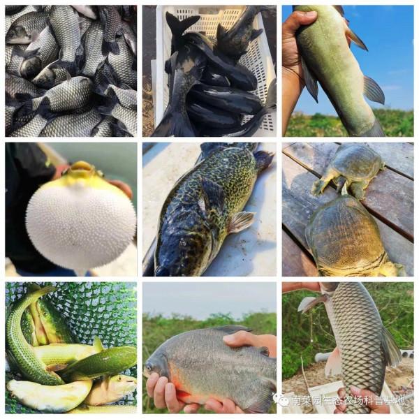 專訪江蘇光福南菜園休閒漁業品牌創始人——鄧皓升、李春翔先生