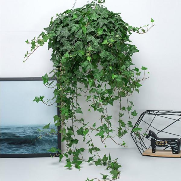 100種有毒的花和果，生活中很常見，出門要小心，避免受傷害