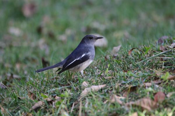 校園裡的鳥 校園裡的鳥