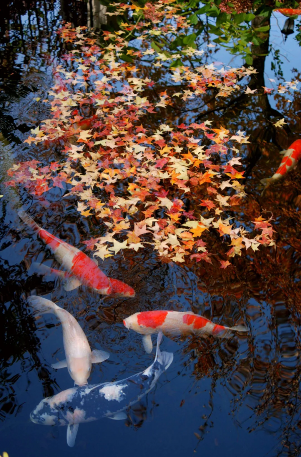 東北花友走遍歐洲著名花園,回國後建了座四季有花的北方花園 東北花友走遍歐洲著名花園,回國後建了座四季有花的北方花園