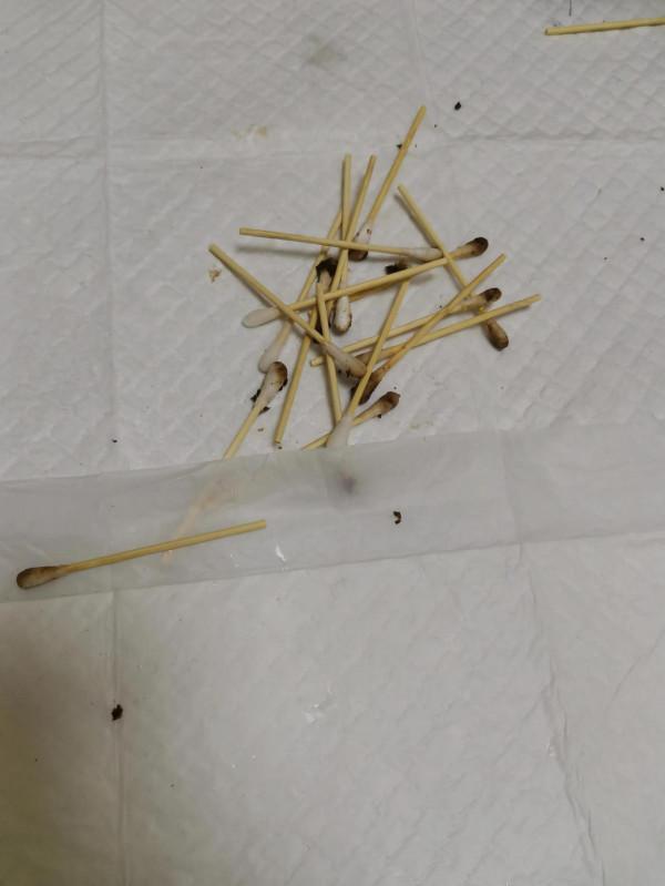 暫時毀容小貓咪求用藥方法 暫時毀容小貓咪求用藥方法