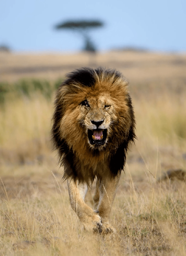 獅王刀疤：獅群稱王達9年，同時控制5個獅群，一生為王，終得善終