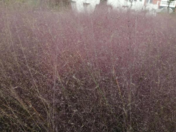 紅草與黃鴨大灰鵝 紅草與黃鴨大灰鵝