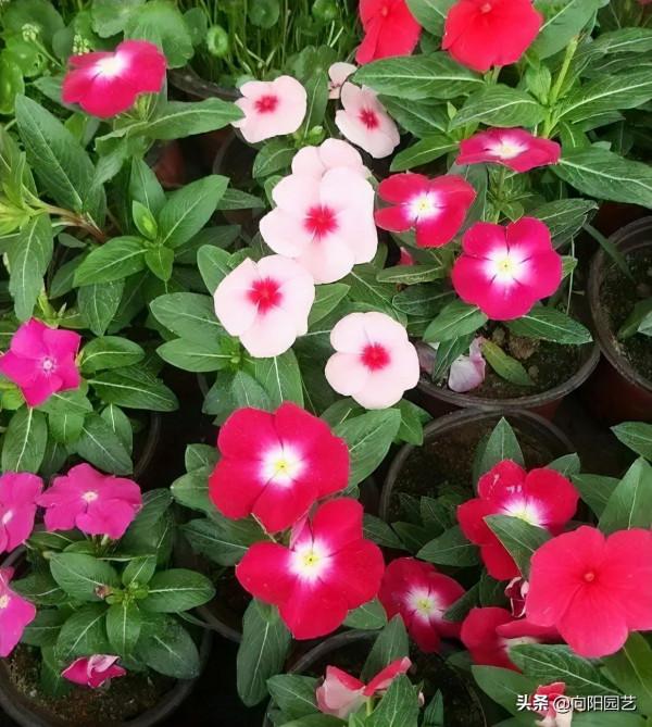 立春了，8種“香香花”，適合“陽臺黨”，大膽施肥，輕鬆爆花