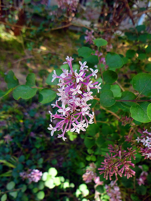 《百花集》（二百九十五）