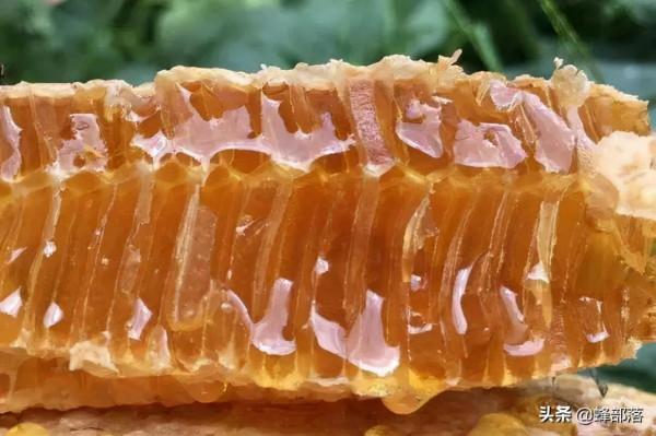 我國油菜很多，為啥市面上的菜花蜜卻很少？4個去處，業內不願說