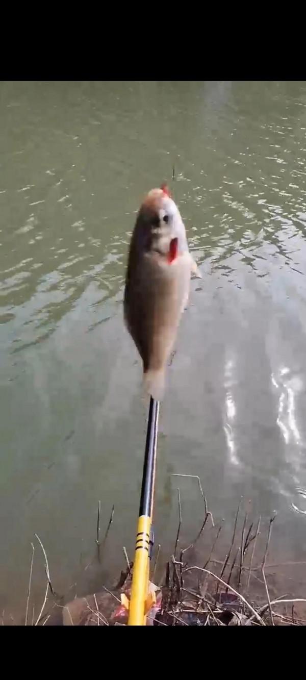 大年初一也要搞一下，新一年大鯽大鯉 ୧⍢⃝୨