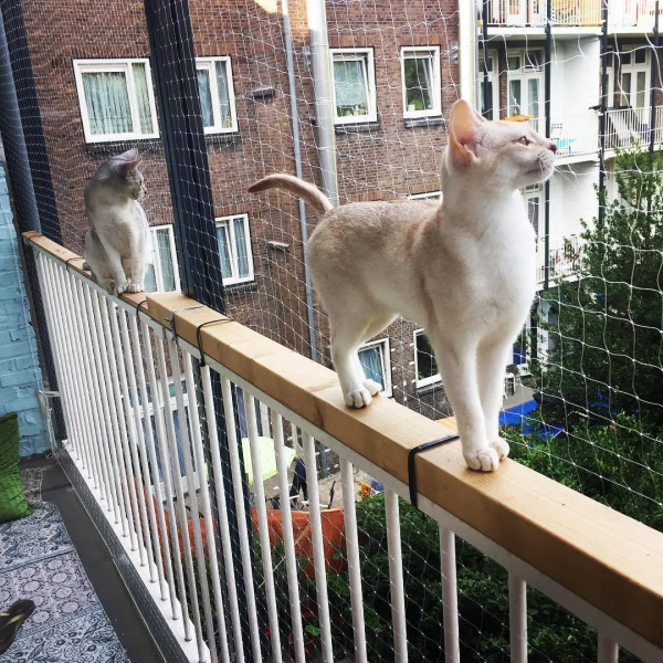 快看看你家陽臺的窗戶關好了沒