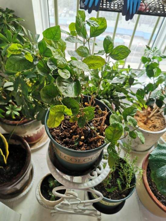 誰說封閉陽臺難養花，我跟著鄰居做了4步，變成小型花園