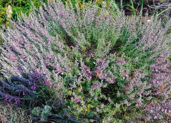 82歲老人孤島獨居30年,被迫回到群體生活,重逢舊情人 82歲老人孤島獨居30年,被迫回到群體生活,重逢舊情人