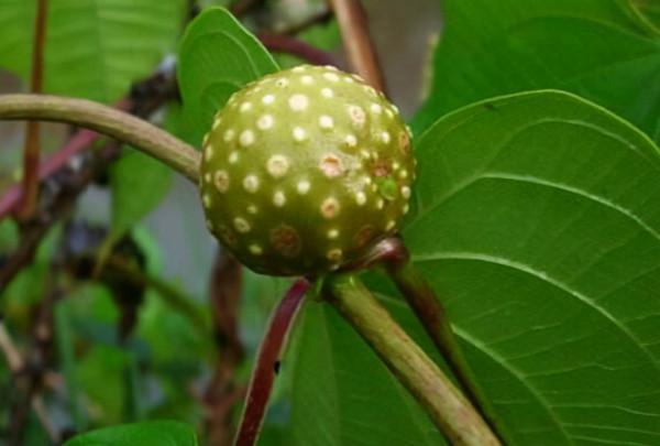 這種掛在樹上的“土疙瘩”,曾遭農家人嫌棄它,如今都大面積栽培 這種掛在樹上的“土疙瘩”,曾遭農家人嫌棄它,如今都大面積栽培