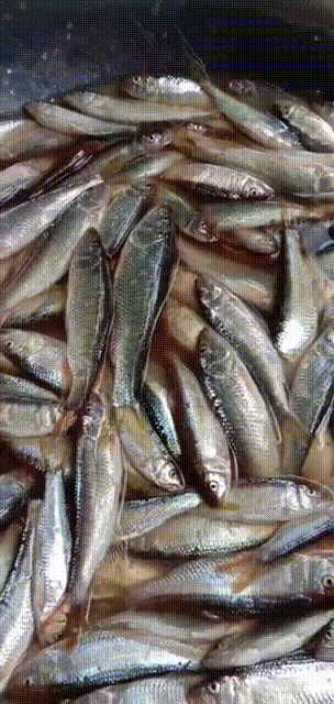 戰術失誤,以一敵十,首次庫釣邀請賽,鬱鬱寡歡,不如“躺贏” 戰術失誤,以一敵十,首次庫釣邀請賽,鬱鬱寡歡,不如“躺贏”