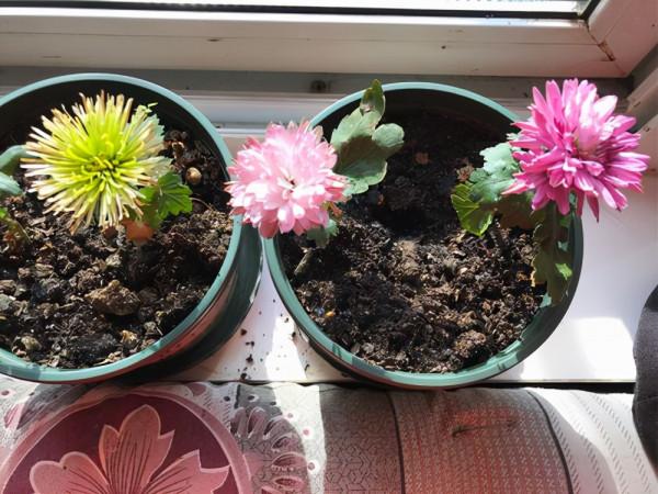 7種“吉利花”，冷天“扦插”更合適，溫度合適“利於”生根