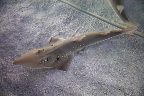 世界首例！極危物種及達尖犁頭鰩在珠海成功繁育