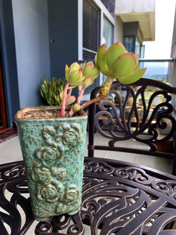 想讓多肉快速上色,“一動作”反覆做,當月養成妖豔“肉墩子” 想讓多肉快速上色,“一動作”反覆做,當月養成妖豔“肉墩子”