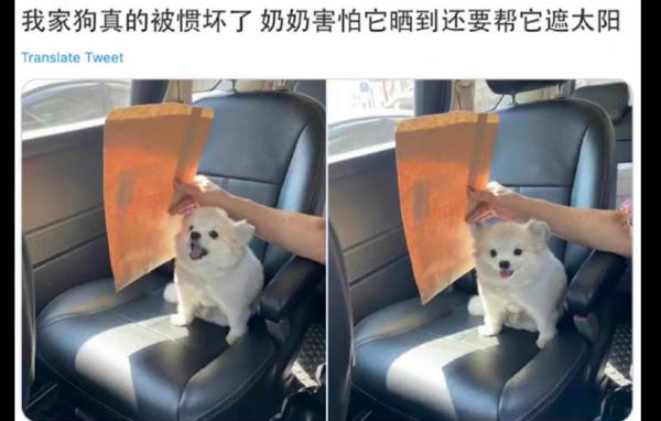 奶奶怕太陽曬到狗狗,還要幫它遮陽光,狗:我有人寵,你有嗎? 奶奶怕太陽曬到狗狗,還要幫它遮陽光,狗:我有人寵,你有嗎?