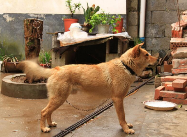 最新統計:國內最多人養的5種狗,你家的上榜了嗎? 最新統計:國內最多人養的5種狗,你家的上榜了嗎?