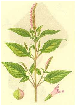 《神農識藥》發散風寒藥之香薷