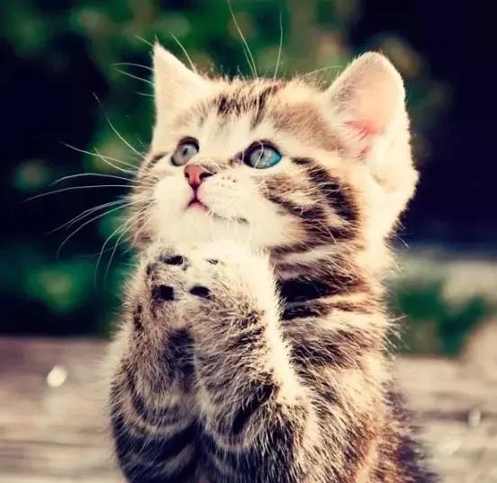 野貓報恩，送一條命