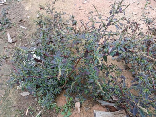 農村常見的“紅莧菜”，好多人不知道它的用途，大家來認識一下吧