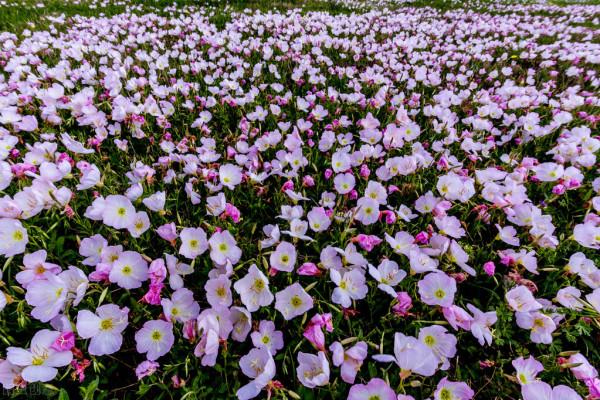 “驚鴻一瞥，猶如滿天星辰”讓美景治癒你的心靈——月見草