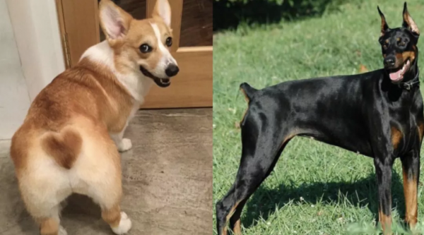 她的性命，毀於一針玻尿酸