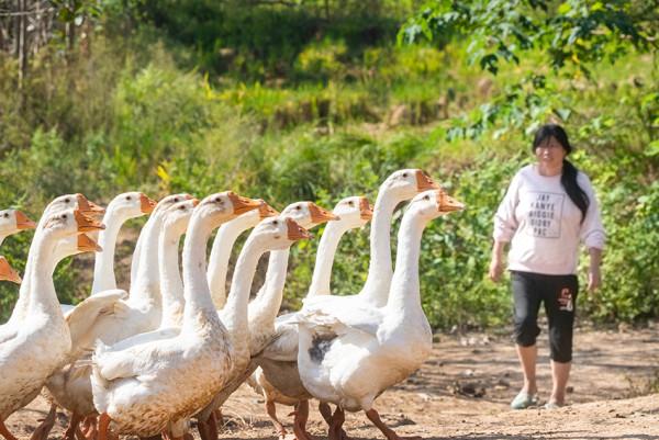 “將軍村”田園如畫，村民勤勞樸實，一幅畫面一首歌，聲聲醉人心
