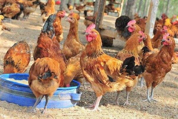 雞一般多少斤？母雞重多少千克？公雞重多少千克？