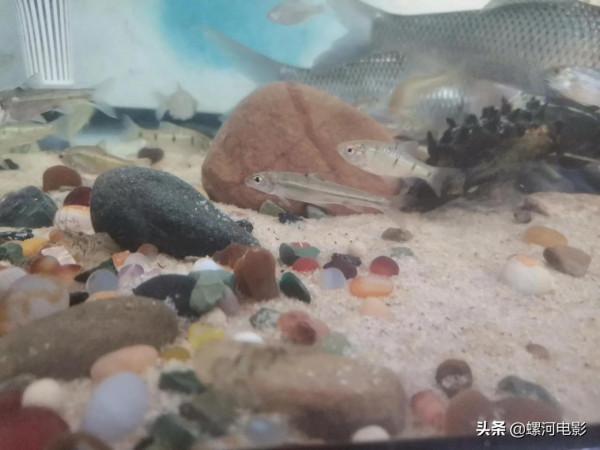 南方溪流原生魚類