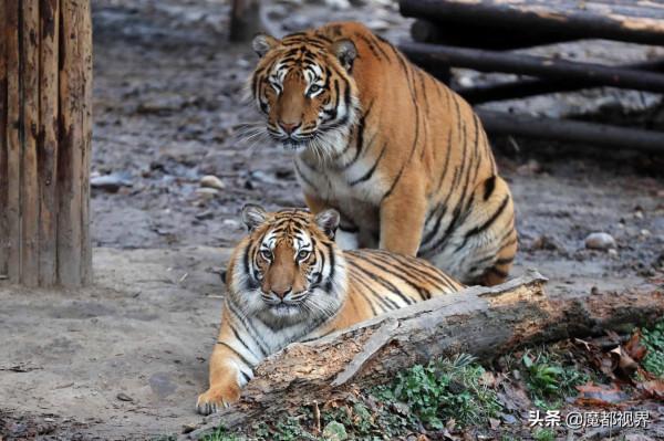 虎頭虎腦 虎虎生威 這波老虎表情包值得擁有