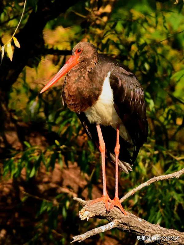 「百將文化」徐永新攝影 | 國家一級保護動物 「百將文化」徐永新攝影 | 國家一級保護動物