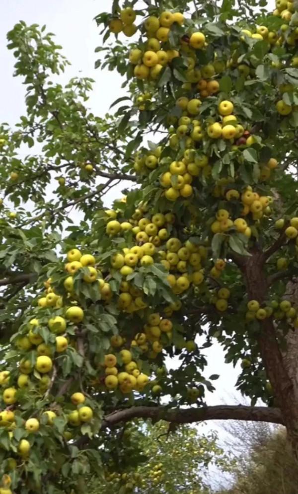 要是放在80年代,得天天守果樹 要是放在80年代,得天天守果樹