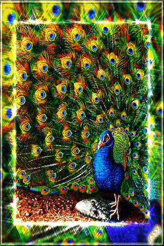 人生最美幾何時 看見孔雀和鳳凰 雙福來襲