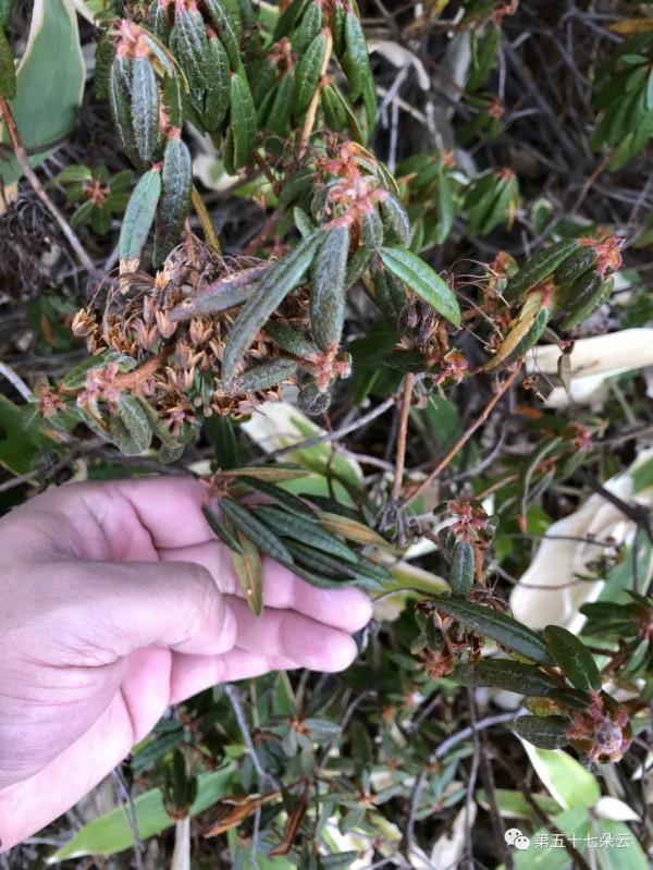 日本遊記第一篇（下），國後島三天，神秘而又滿滿的異國情調