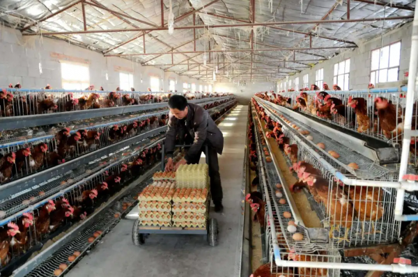 這小東西神了！吃的是二氧化碳，擠的是生物柴油