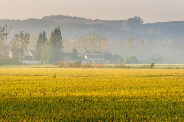 深秋,鄉村晨霧 深秋,鄉村晨霧