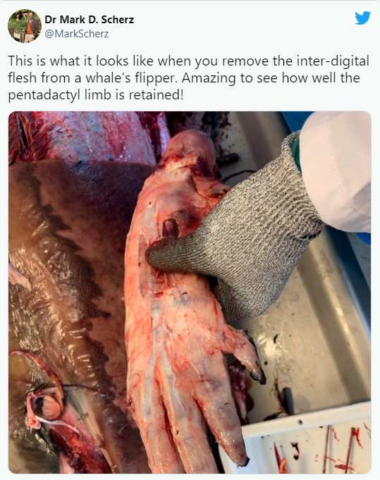 科學家解剖鯨鰭帶來驚人發現：部分骨骼與人類手掌幾乎相同