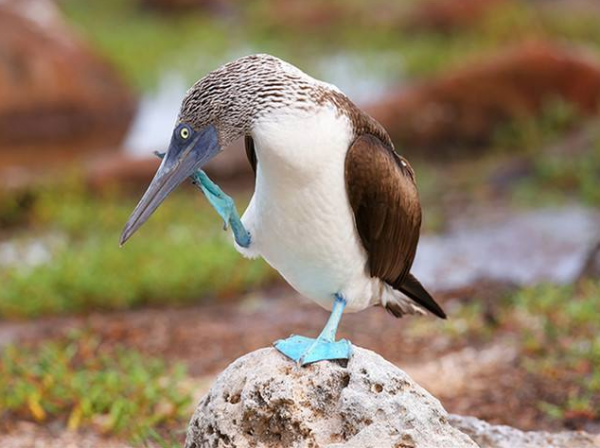 藍腳鰹鳥的怪異大腳，銀胸絲冠鳥的藍色嘴巴，你更喜歡誰？