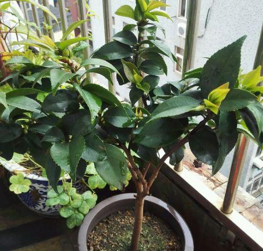 7種“吉利花”，冷天“扦插”更合適，溫度合適“利於”生根