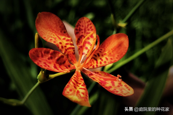 庭院裡不常見但非志怪的藤蔓植物