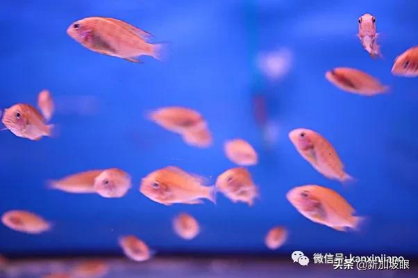 教你如何10元玩轉新加坡