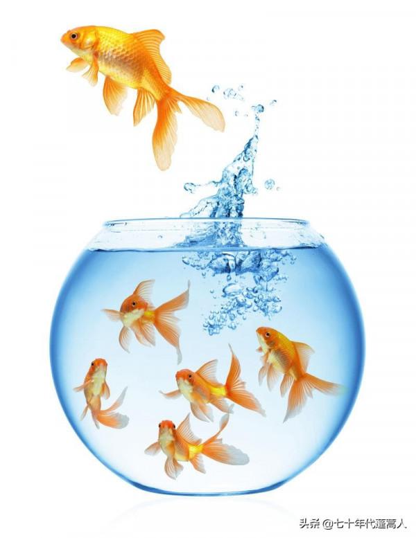 小詩:魚蟲物語(三則) 小詩:魚蟲物語(三則)