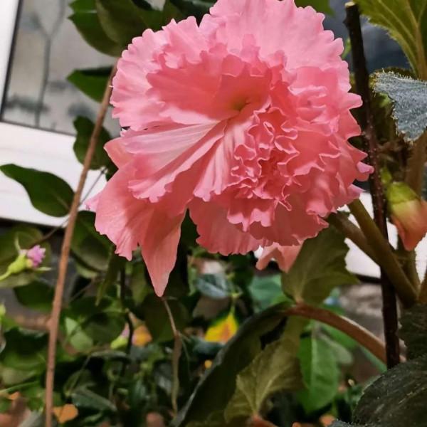 家裡沒有“陽光房”,就養4種,有點光就開花,秋冬也不例外 家裡沒有“陽光房”,就養4種,有點光就開花,秋冬也不例外