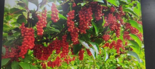 好東西要分享 好東西要分享