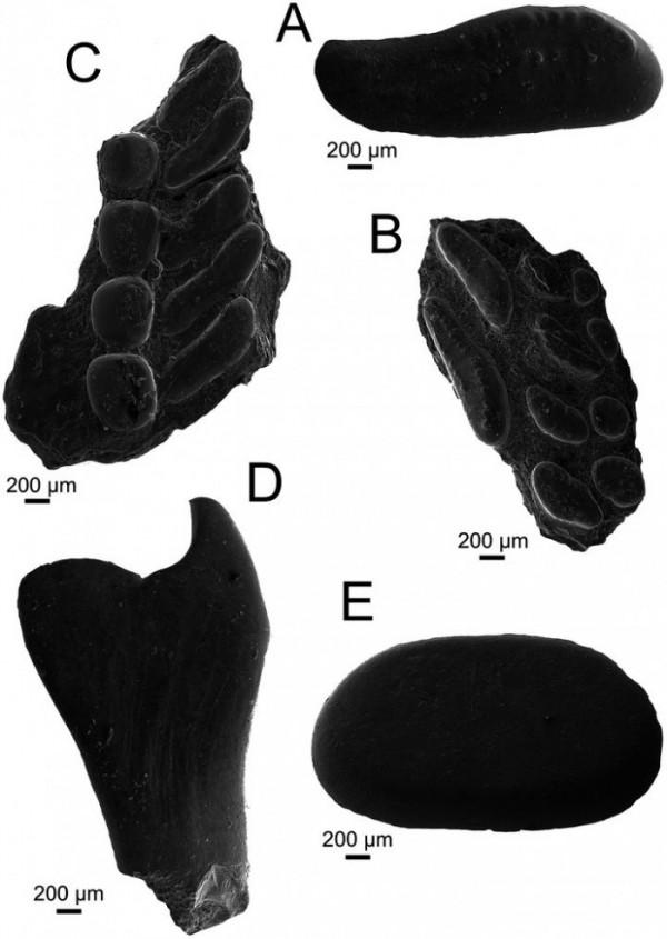 考古團隊在美國南部發現2個新物種