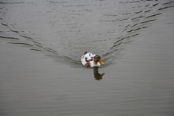 五龍新城匯愛幼稚園“匯”眼看世界大戶外再啟程，深秋下的植物園