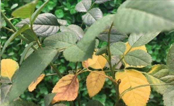 季水黃與肥害傻傻分不清嗎？7種常見黃葉你應該瞭解