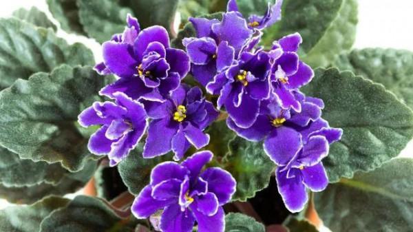 你知道讓人心痛的花嗎？