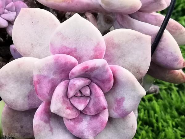 上色特快的6種多肉，秋天適當曬曬，就能“鶴立雞群”