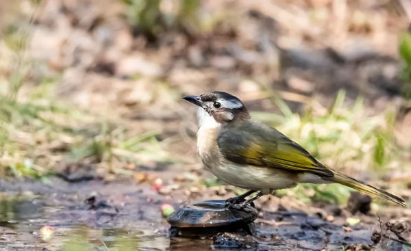 山西鳥類圖鑑 | 白頭鵯 山西鳥類圖鑑 | 白頭鵯
